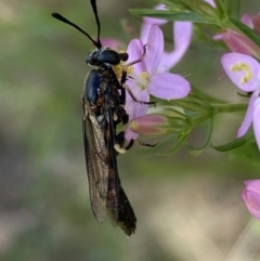 Miltinus sp. (genus) at Jerrabomberra, NSW - 5 Jan 2022 09:34 AM