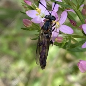 Miltinus sp. (genus) at Jerrabomberra, NSW - 5 Jan 2022