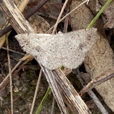 Taxeotis intextata (Looper Moth, Grey Taxeotis) at Jerrabomberra, NSW - 5 Jan 2022 by SteveBorkowskis