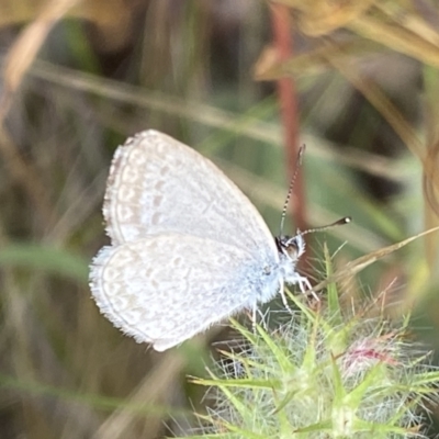 Zizina otis (Common Grass-Blue) at QPRC LGA - 4 Jan 2022 by Steve_Bok