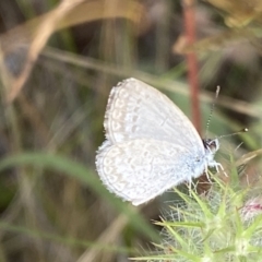 Zizina otis at Jerrabomberra, NSW - 5 Jan 2022 08:37 AM