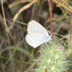 Zizina otis at Jerrabomberra, NSW - 5 Jan 2022