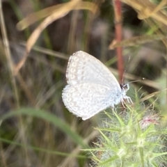 Zizina otis at Jerrabomberra, NSW - 5 Jan 2022 08:37 AM