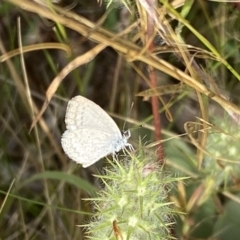 Zizina otis at Jerrabomberra, NSW - 5 Jan 2022 08:37 AM