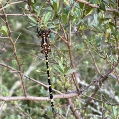 Synthemis eustalacta (Swamp Tigertail) at Jerrabomberra, NSW - 4 Jan 2022 by Steve_Bok