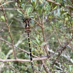 Synthemis eustalacta (Swamp Tigertail) at Jerrabomberra, NSW - 5 Jan 2022 by SteveBorkowskis