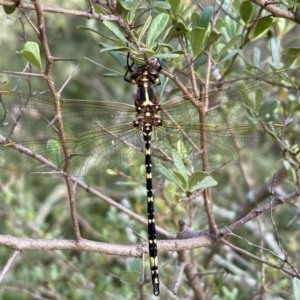 Synthemis eustalacta at Jerrabomberra, NSW - 5 Jan 2022