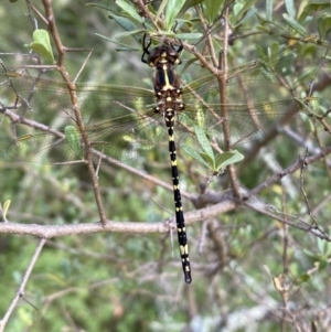 Synthemis eustalacta at Jerrabomberra, NSW - 5 Jan 2022
