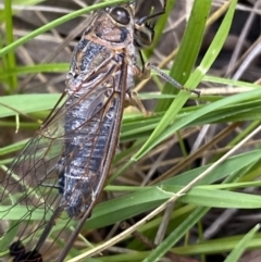 Galanga labeculata (Double-spotted cicada) at Jerrabomberra, NSW - 4 Jan 2022 by Steve_Bok