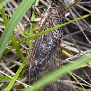 Galanga labeculata at Jerrabomberra, NSW - 5 Jan 2022