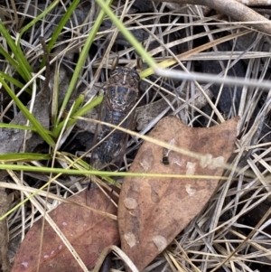 Galanga labeculata at Jerrabomberra, NSW - 5 Jan 2022