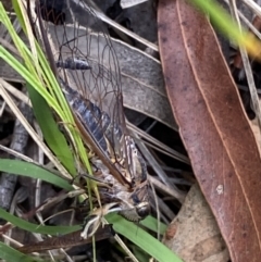 Galanga labeculata at Jerrabomberra, NSW - 5 Jan 2022