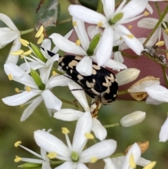 Hoshihananomia leucosticta (Pintail or Tumbling flower beetle) at QPRC LGA - 4 Jan 2022 by Steve_Bok