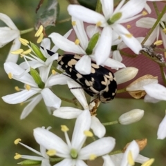 Hoshihananomia leucosticta (Pintail or Tumbling flower beetle) at Jerrabomberra, NSW - 5 Jan 2022 by SteveBorkowskis