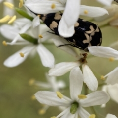 Hoshihananomia leucosticta at Jerrabomberra, NSW - 5 Jan 2022