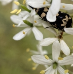 Hoshihananomia leucosticta at Jerrabomberra, NSW - 5 Jan 2022 08:03 AM