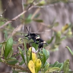 Agapophytus albobasalis (Stiletto fly) at Jerrabomberra, NSW - 4 Jan 2022 by Steve_Bok