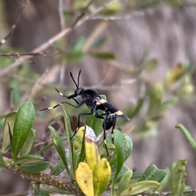 Agapophytus albobasalis (Stiletto fly) at QPRC LGA - 4 Jan 2022 by Steve_Bok