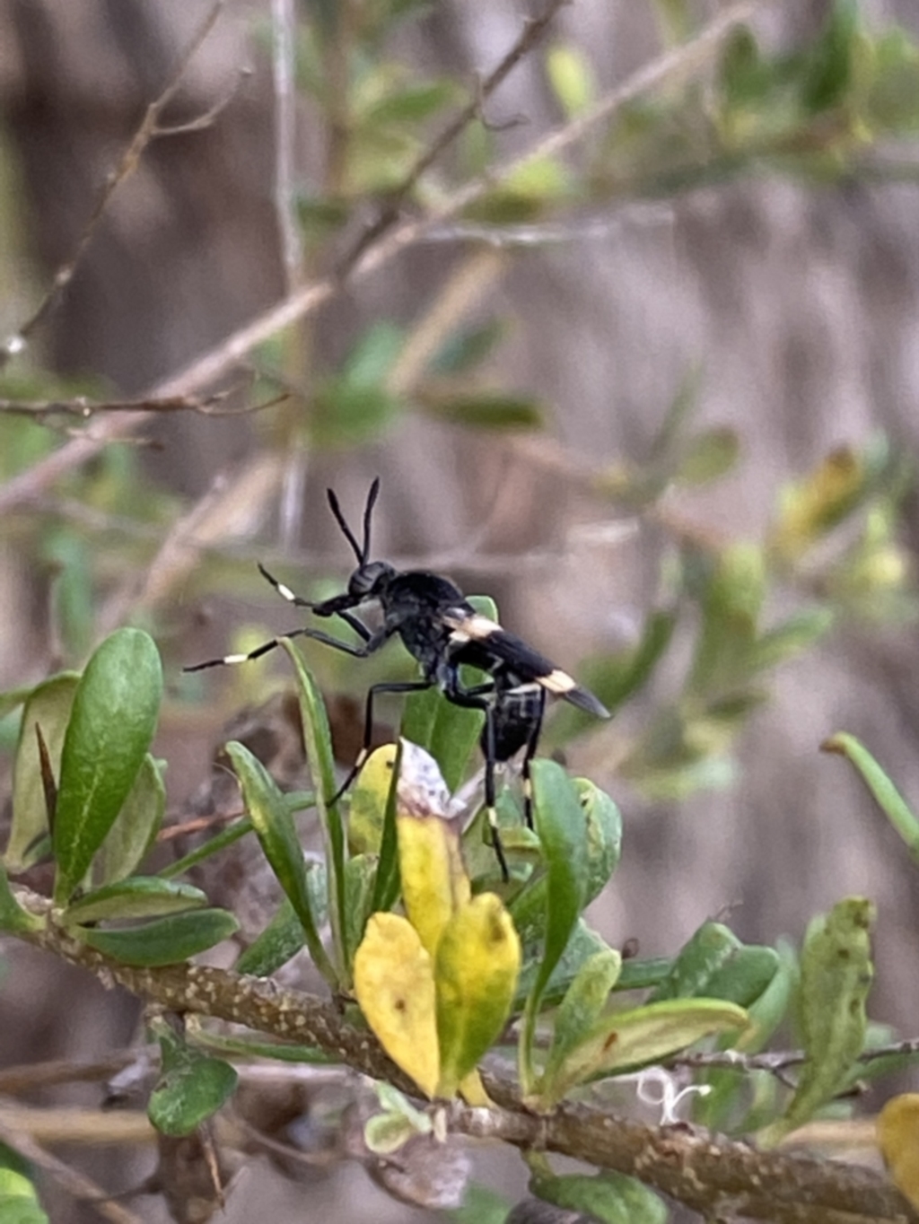 Agapophytus albobasalis at Jerrabomberra, NSW - 5 Jan 2022
