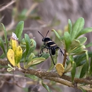 Agapophytus albobasalis at Jerrabomberra, NSW - 5 Jan 2022