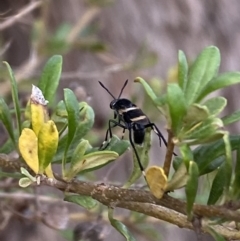 Agapophytus albobasalis at Jerrabomberra, NSW - 5 Jan 2022