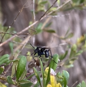 Agapophytus albobasalis at Jerrabomberra, NSW - 5 Jan 2022