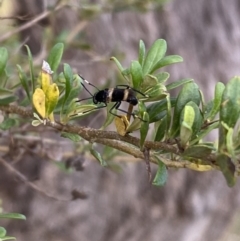 Agapophytus albobasalis at Jerrabomberra, NSW - 5 Jan 2022