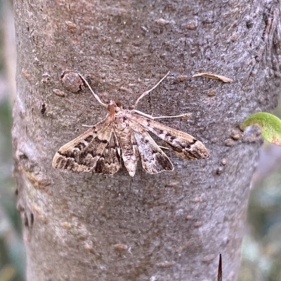Nacoleia rhoeoalis (A Crambid moth (Spilomelinae) at Jerrabomberra, NSW - 5 Jan 2022 by SteveBorkowskis