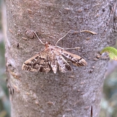 Nacoleia rhoeoalis (Spilomelinae) at QPRC LGA - 4 Jan 2022 by Steve_Bok