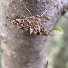 Nacoleia rhoeoalis at Jerrabomberra, NSW - 5 Jan 2022