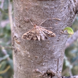 Nacoleia rhoeoalis at Jerrabomberra, NSW - 5 Jan 2022
