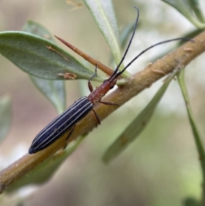 Syllitus microps at Jerrabomberra, NSW - 5 Jan 2022