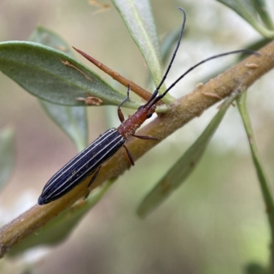 Syllitus rectus (Longhorn beetle) at Jerrabomberra, NSW - 5 Jan 2022 by SteveBorkowskis