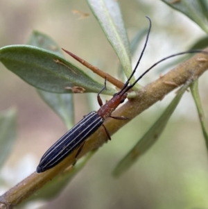 Syllitus microps at Jerrabomberra, NSW - 5 Jan 2022