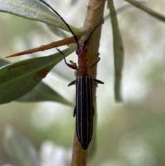 Syllitus microps at Jerrabomberra, NSW - 5 Jan 2022