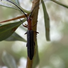 Syllitus microps at Jerrabomberra, NSW - 5 Jan 2022