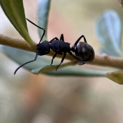 Polyrhachis phryne (A spiny ant) at Jerrabomberra, NSW - 4 Jan 2022 by Steve_Bok