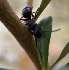 Polyrhachis phryne at Jerrabomberra, NSW - 5 Jan 2022