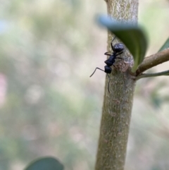 Polyrhachis phryne at Jerrabomberra, NSW - 5 Jan 2022 06:56 AM