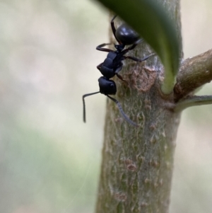 Polyrhachis phryne at Jerrabomberra, NSW - 5 Jan 2022