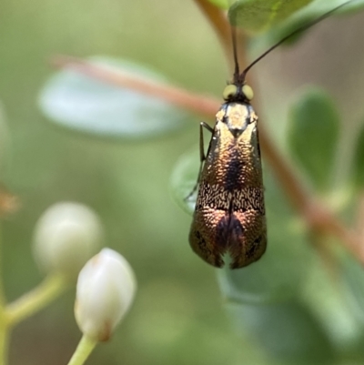 Nemophora (genus) (A Fairy Moth) at QPRC LGA - 4 Jan 2022 by Steve_Bok