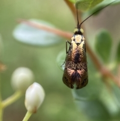 Nemophora (genus) (A Fairy Moth) at Jerrabomberra, NSW - 4 Jan 2022 by Steve_Bok