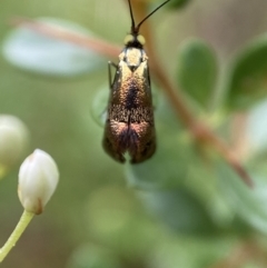 Nemophora (genus) at Jerrabomberra, NSW - 5 Jan 2022