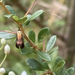 Nemophora (genus) at Jerrabomberra, NSW - 5 Jan 2022 07:12 AM