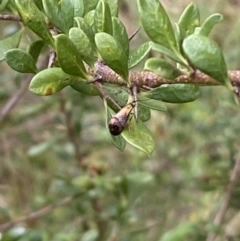 Nemophora (genus) at Jerrabomberra, NSW - 5 Jan 2022