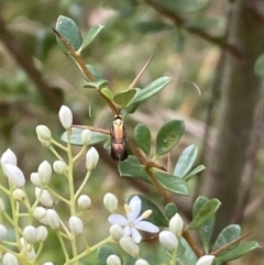 Nemophora (genus) at Jerrabomberra, NSW - 5 Jan 2022
