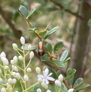 Nemophora (genus) at Jerrabomberra, NSW - 5 Jan 2022 07:12 AM