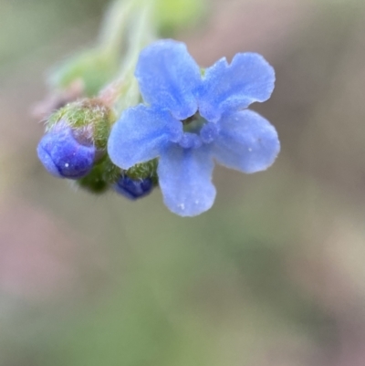 Cynoglossum australe (Australian Forget-me-not) at Jerrabomberra, NSW - 4 Jan 2022 by Steve_Bok