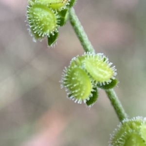 Cynoglossum australe at Jerrabomberra, NSW - 5 Jan 2022