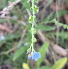 Cynoglossum australe at Jerrabomberra, NSW - 5 Jan 2022 07:00 AM